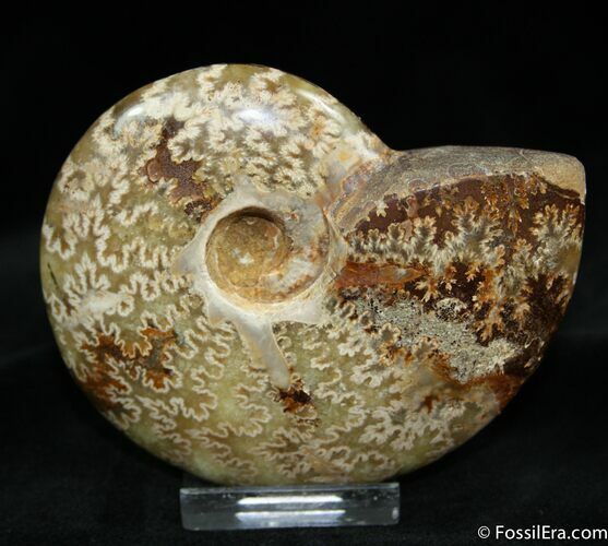 Inch Ammonite With Oak Leaf Sutures #1193